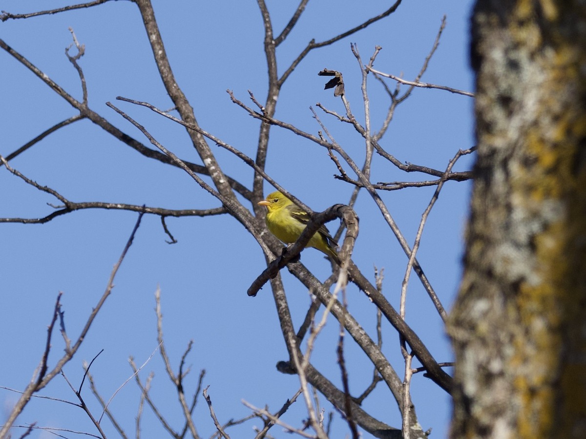 Western Tanager - ML436826181