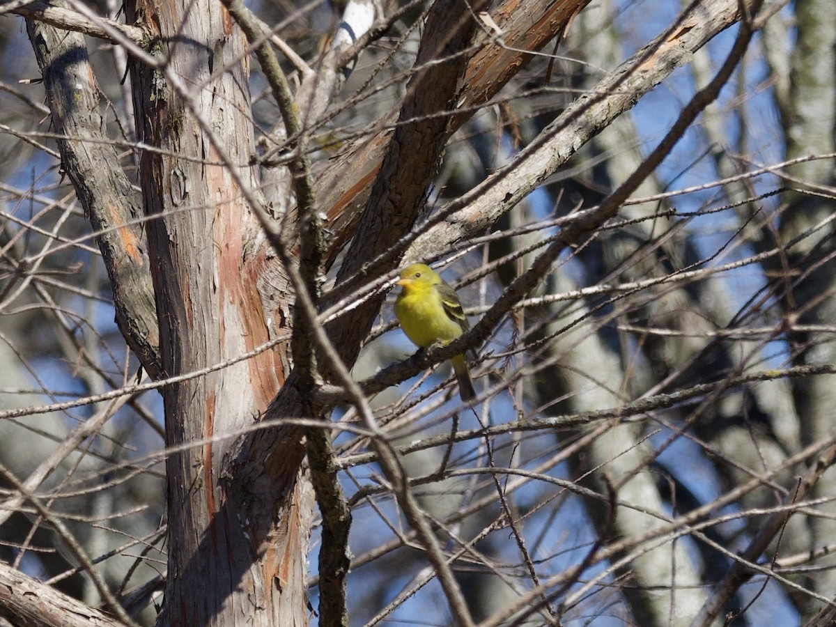 Western Tanager - ML436826191