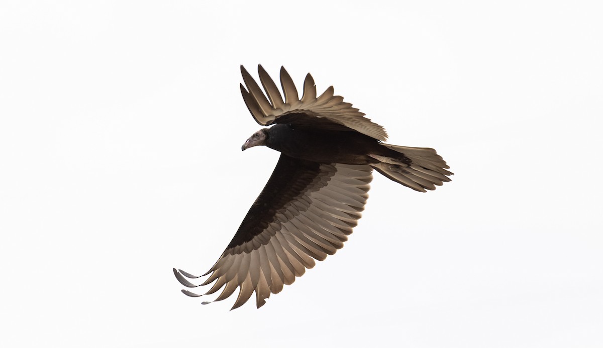 Black Vulture - ML436831851