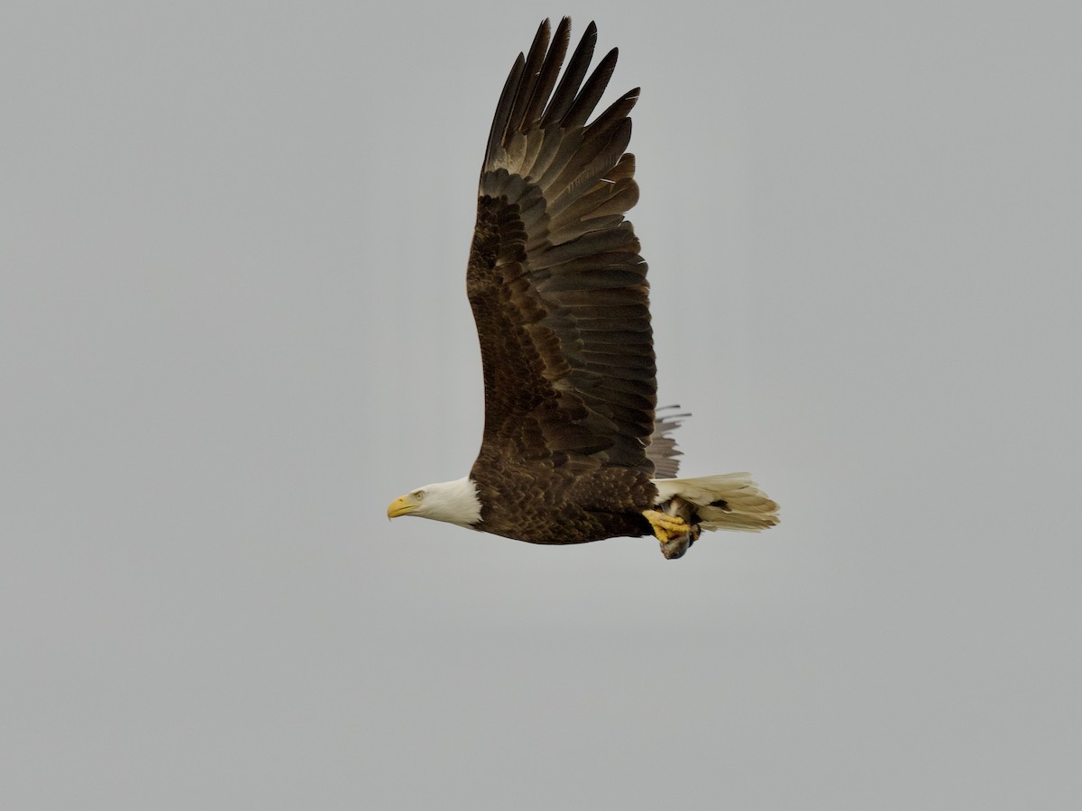 Bald Eagle - ML436832271