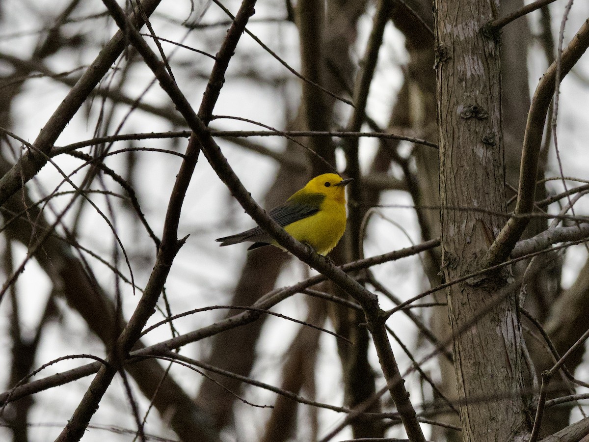 Prothonotary Warbler - ML436832531