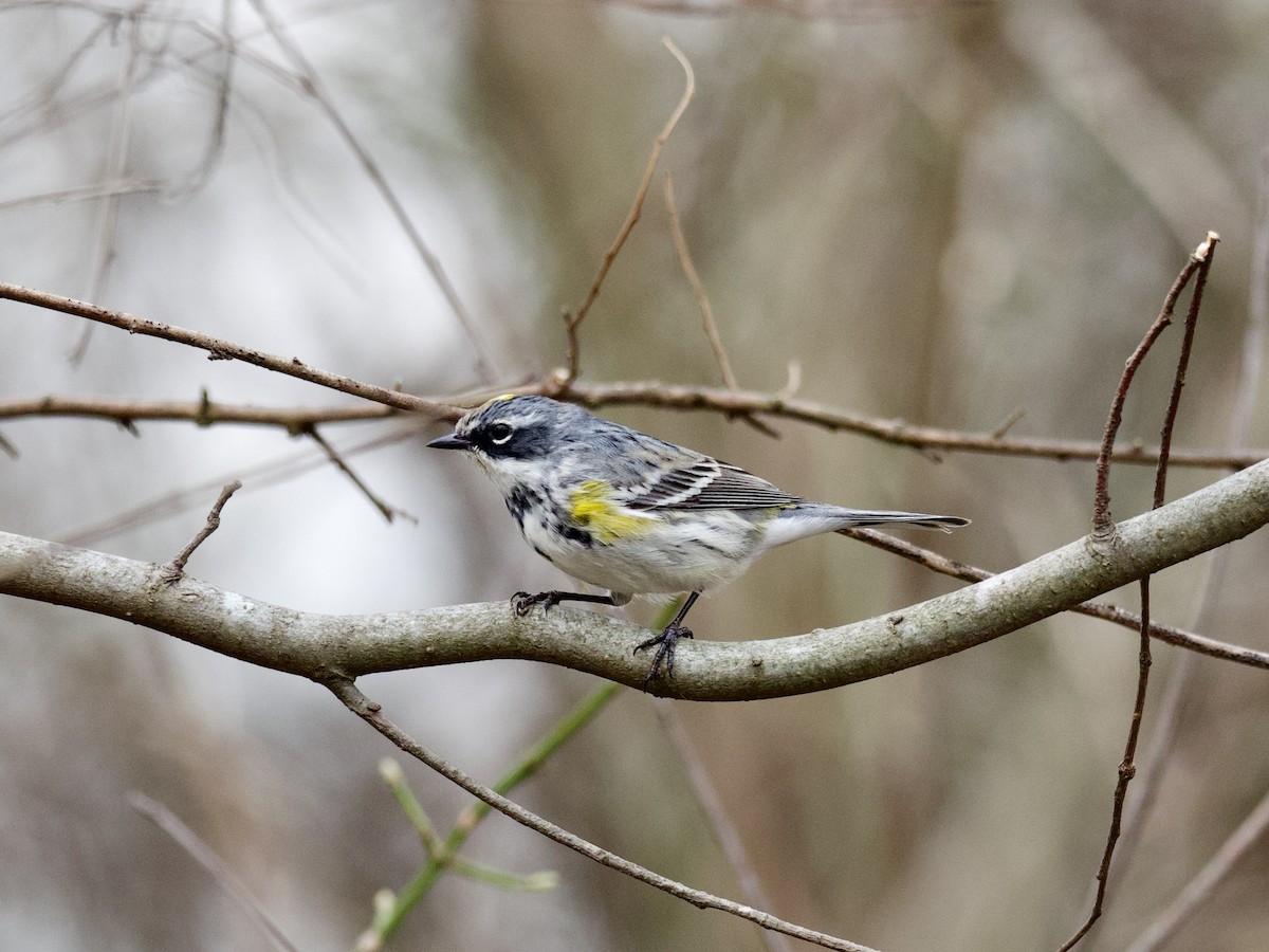 Yellow-rumped Warbler - Hal Mitchell