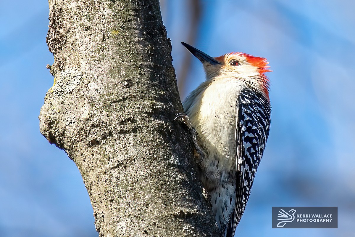 Red-bellied Woodpecker - ML436838341
