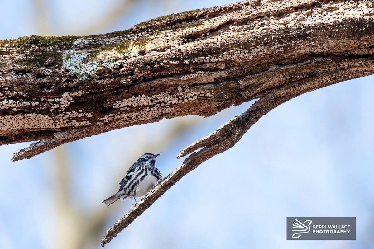 Black-and-white Warbler - ML436839031