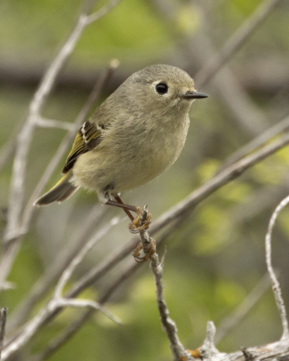 eBird Checklist - 17 Apr 2022 - Stillhouse Hollow Lake- Cedar Gap Park ...