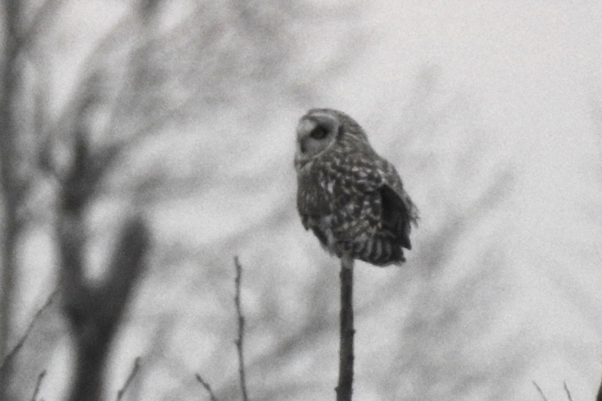 Short-eared Owl - ML436839211