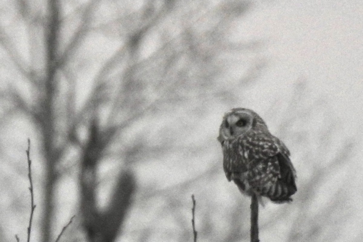 Short-eared Owl - ML436839241