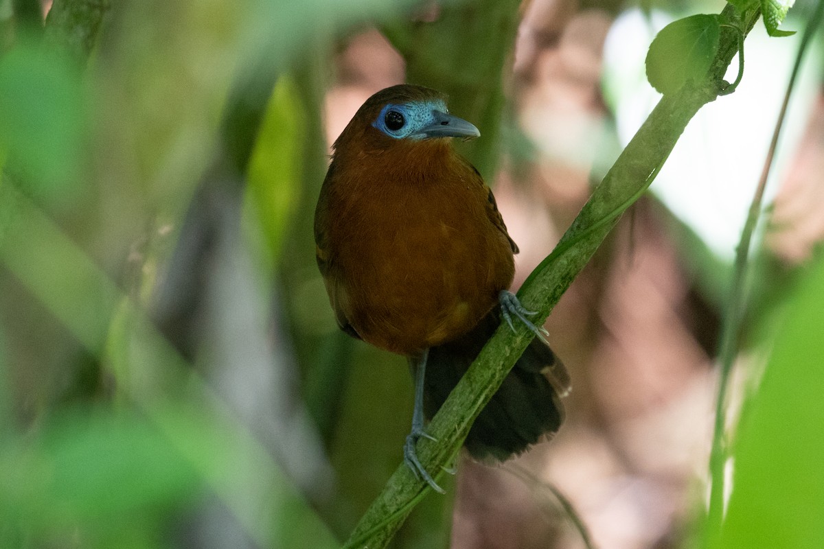 Bare-crowned Antbird - ML436843751