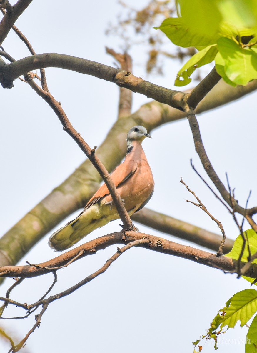 Red Collared-Dove - ML436845631