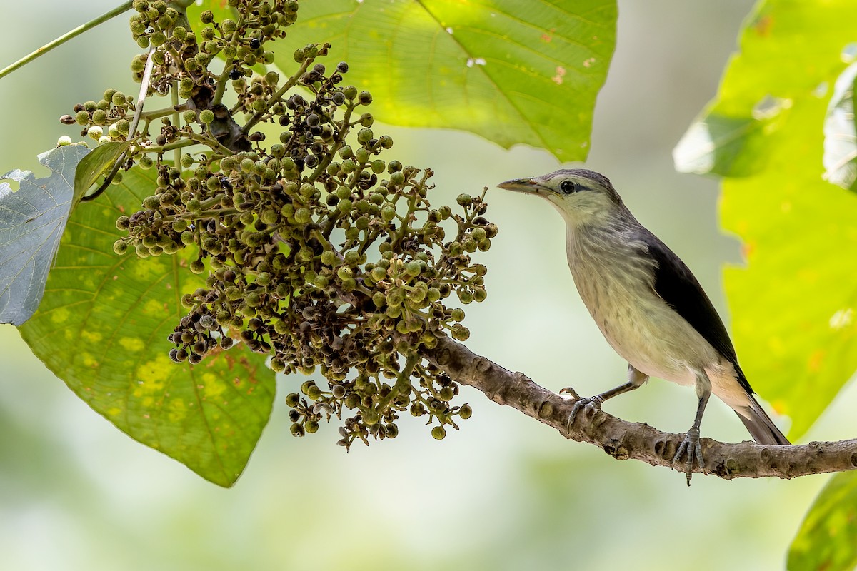 White-faced Starling - ML436846461