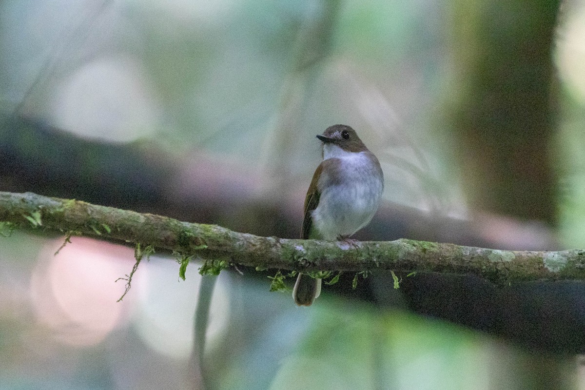 Gray-chested Jungle Flycatcher - ML436851091
