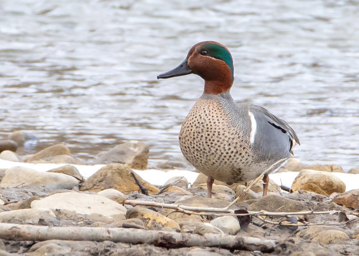 Green-winged Teal - ML436853091