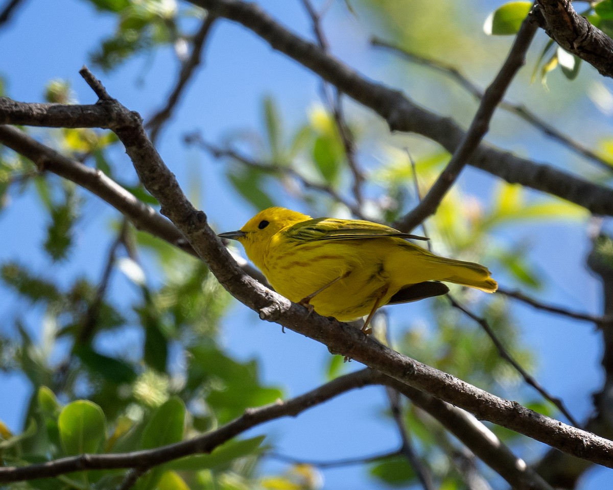 Yellow Warbler - Sherry Pratt