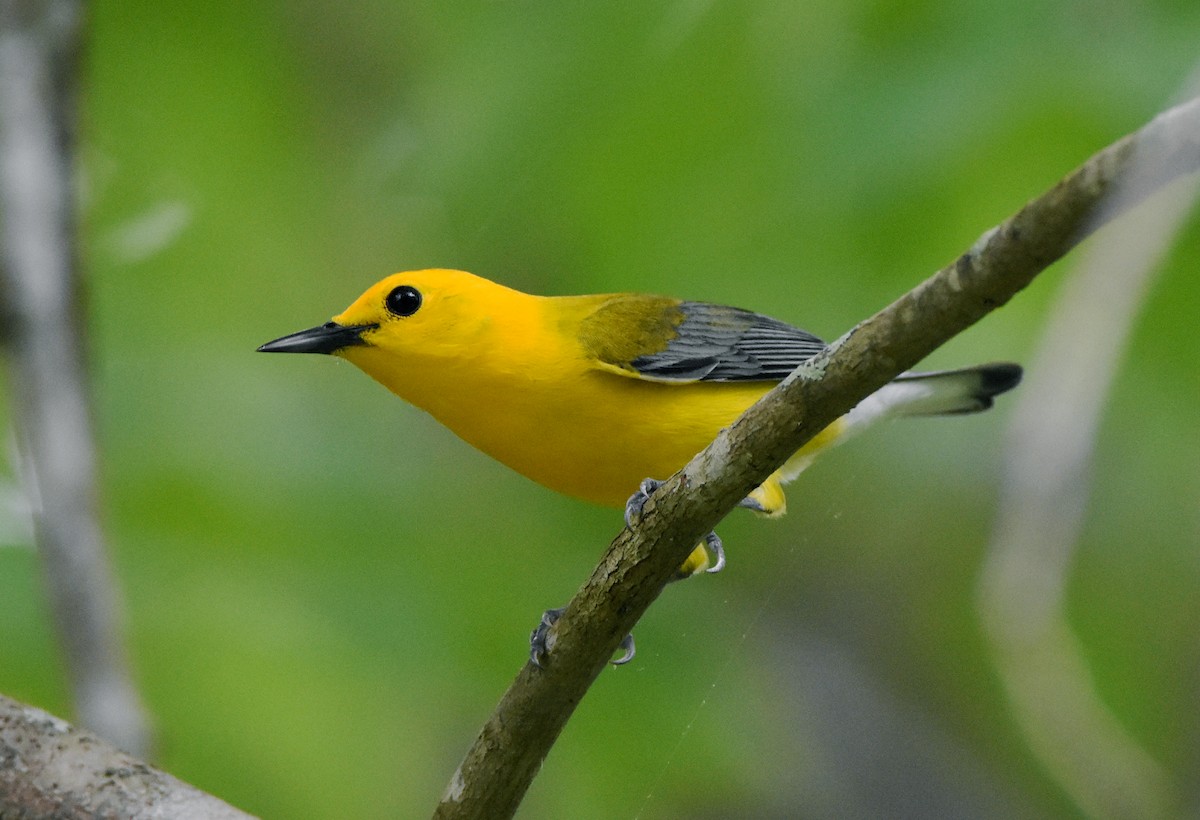 Prothonotary Warbler - ML436856621