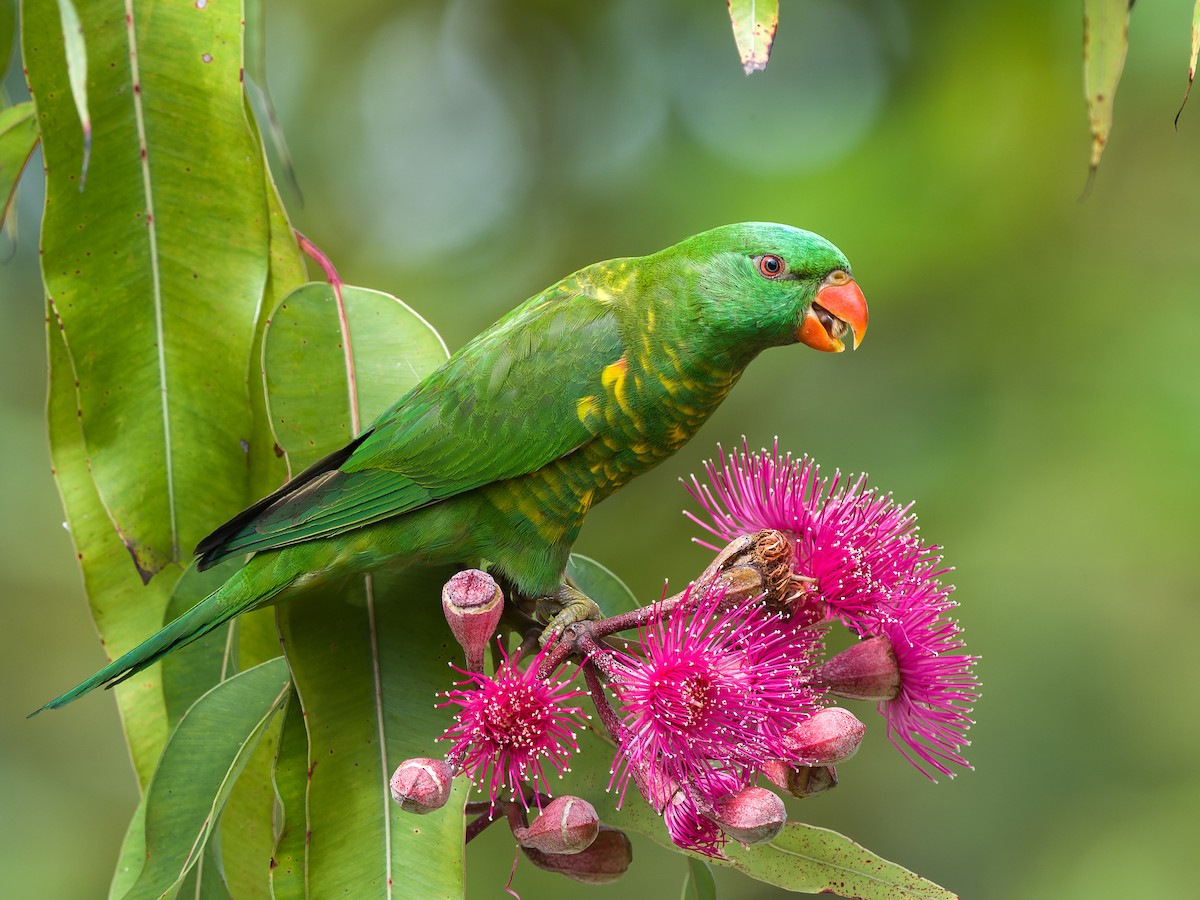 Scaly-breasted Lorikeet - Trichoglossus chlorolepidotus - Birds of the ...