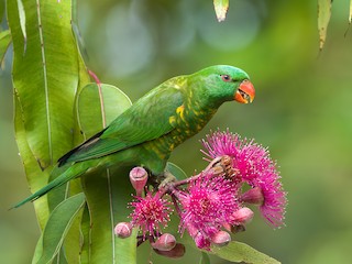  - Scaly-breasted Lorikeet