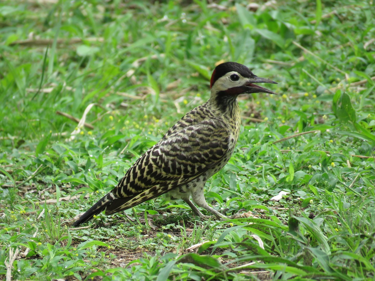 Green-barred Woodpecker - ML43685761