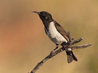  - Black Honeyeater