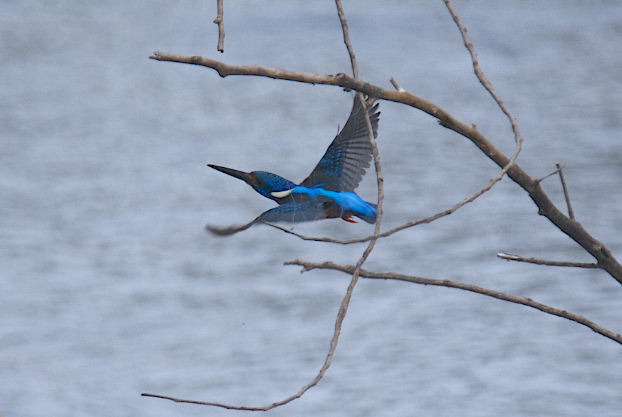 Blue-eared Kingfisher - ML43686171