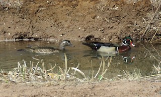 Wood Duck, ML436862271