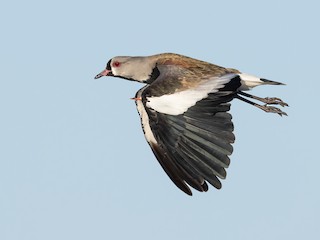  - Southern Lapwing