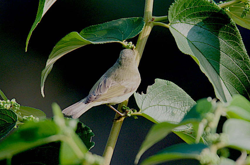 Tytler's Leaf Warbler - Ashis Kumar  Pradhan