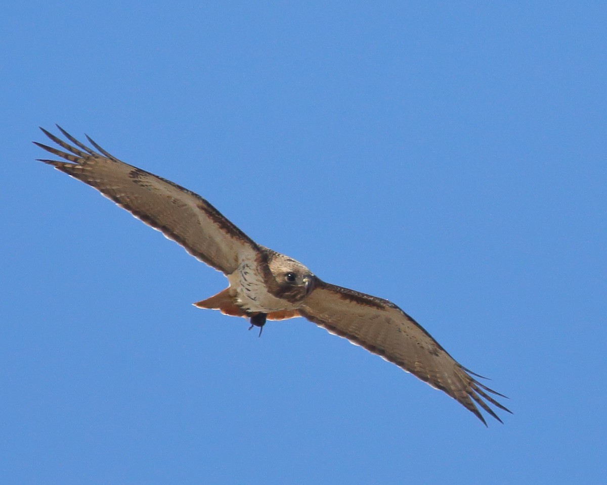 Red-tailed Hawk - ML436864461