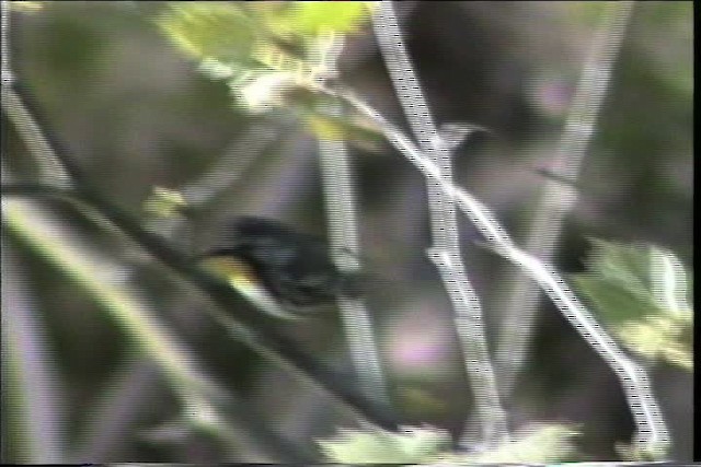 Yellow-throated Warbler - ML436865