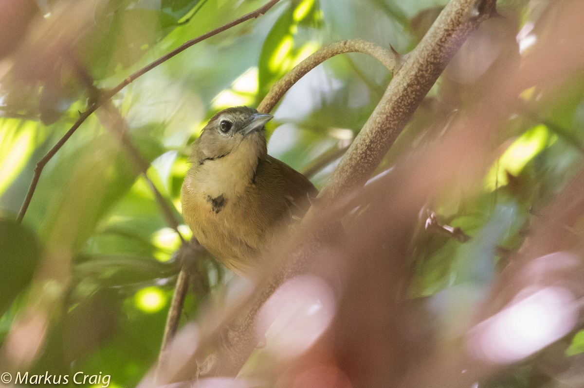 Crescent-chested Babbler - ML43686671