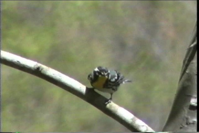 Yellow-throated Warbler - ML436868