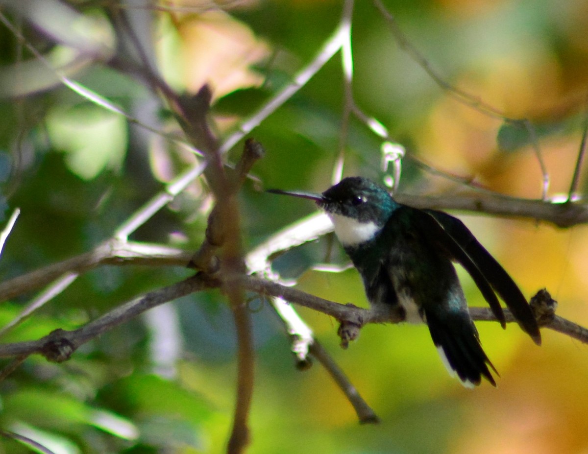 White-throated Hummingbird - ML436868851