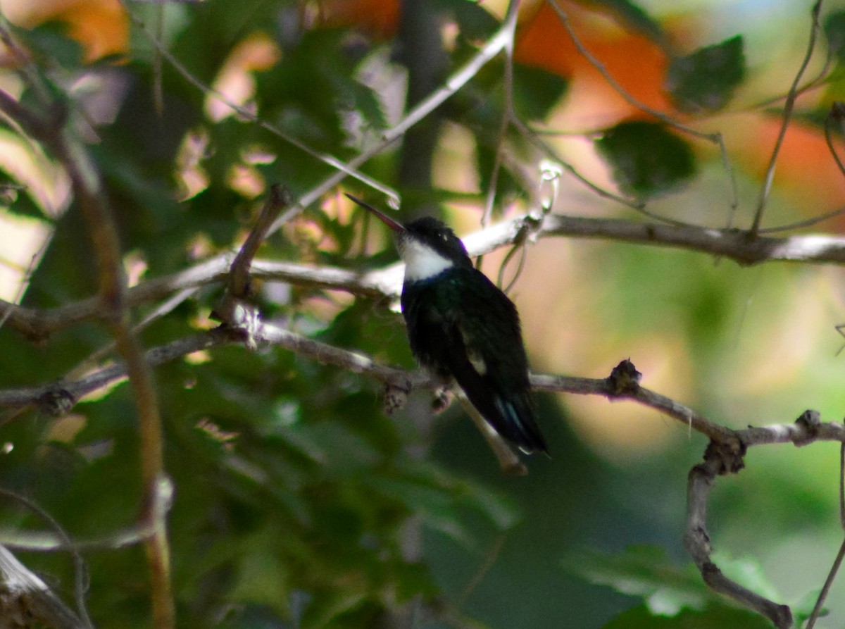 White-throated Hummingbird - ML436869001