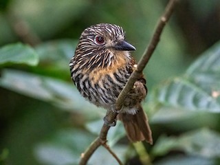  - Black-streaked Puffbird