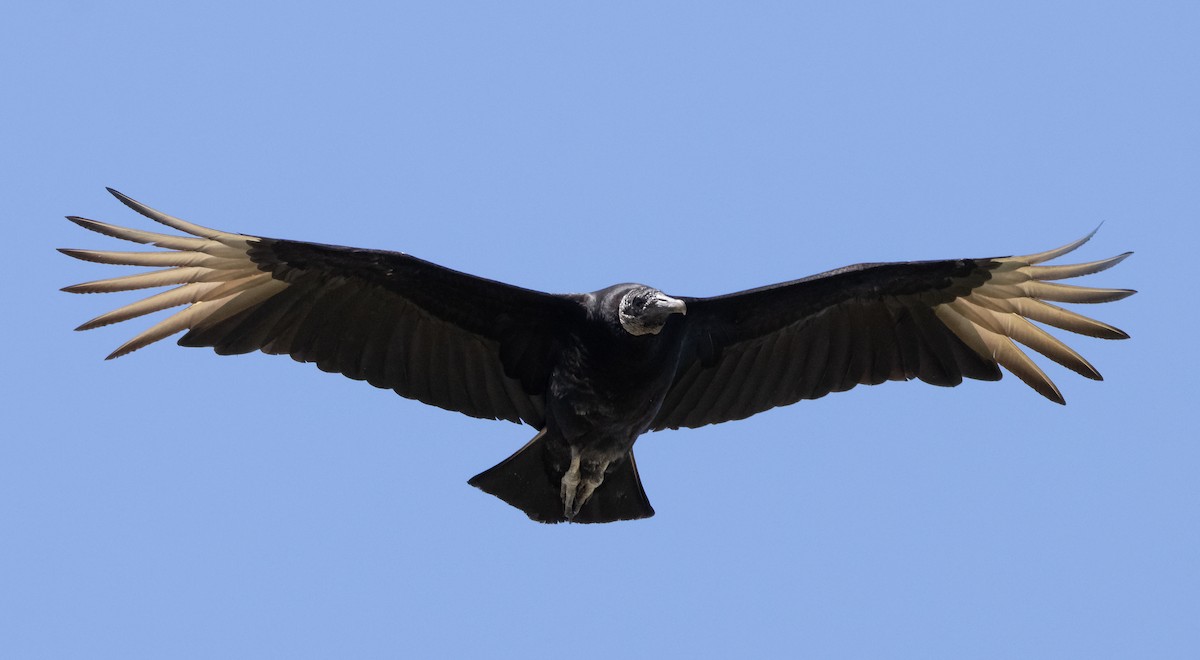 Black Vulture - Liam Huber