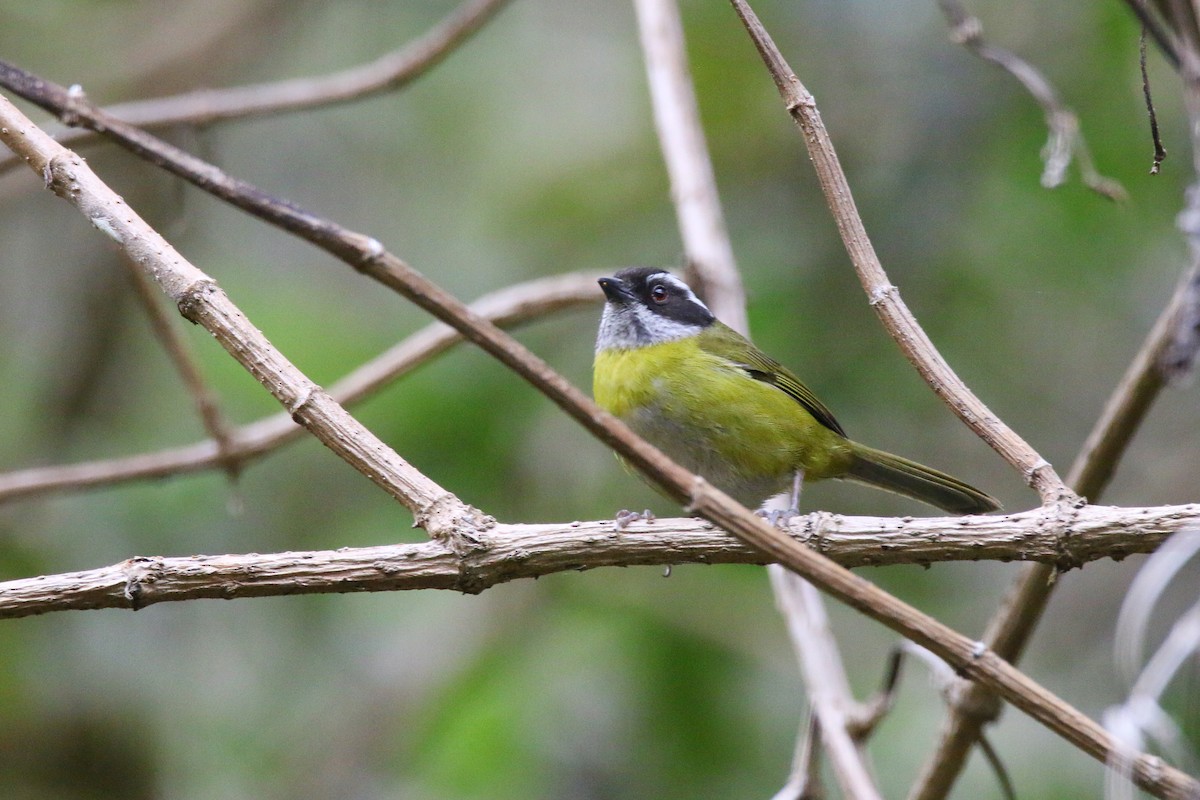Sooty-capped Chlorospingus - ML436870711