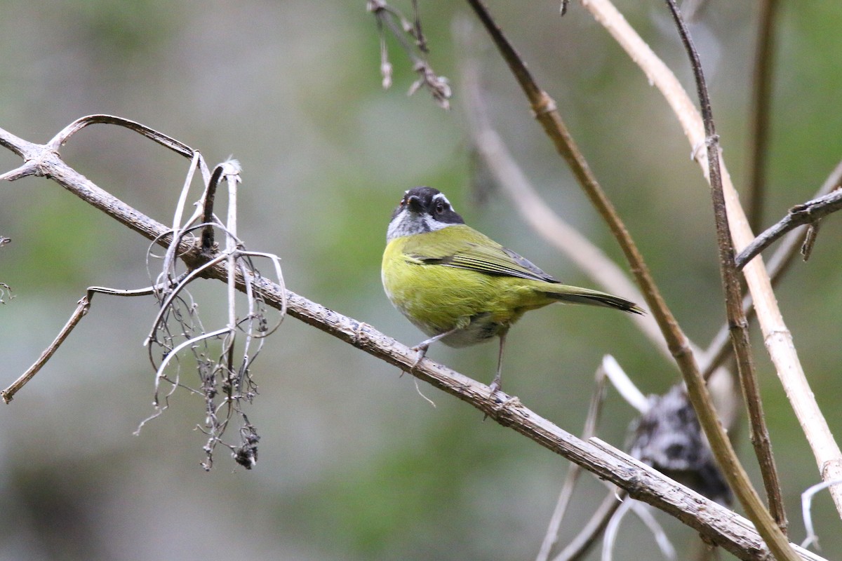 Sooty-capped Chlorospingus - ML436870751