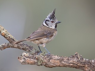  - Crested Tit