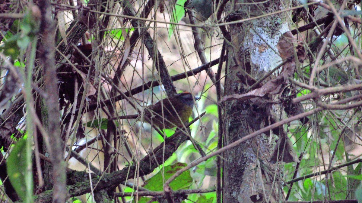Russet-crowned Warbler - ML436872891