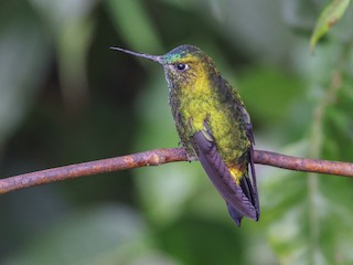  - Black-thighed Puffleg