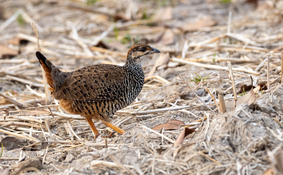 Chinese Francolin - Forest Botial-Jarvis