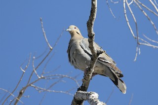 White-winged Dove, ML436882351