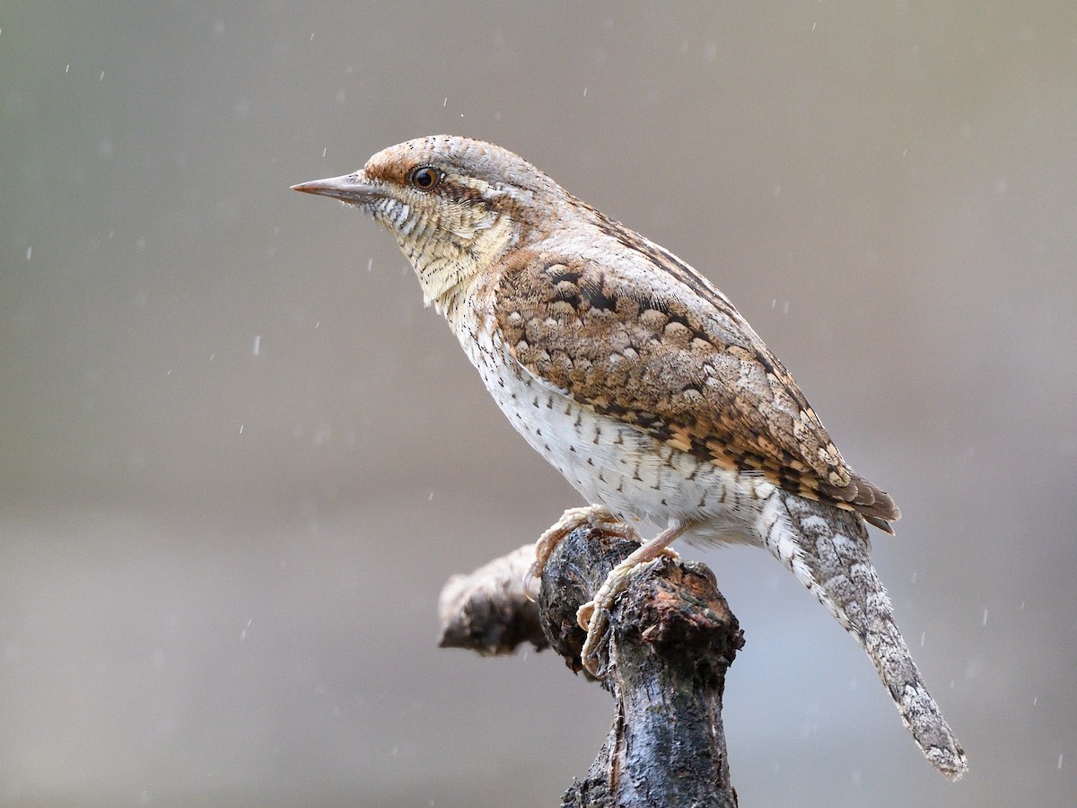 Eurasian Wryneck - Jynx torquilla - Birds of the World