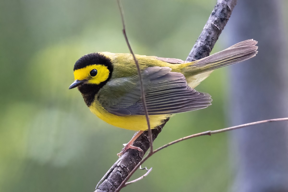 Hooded Warbler - Mitchell Goldfarb