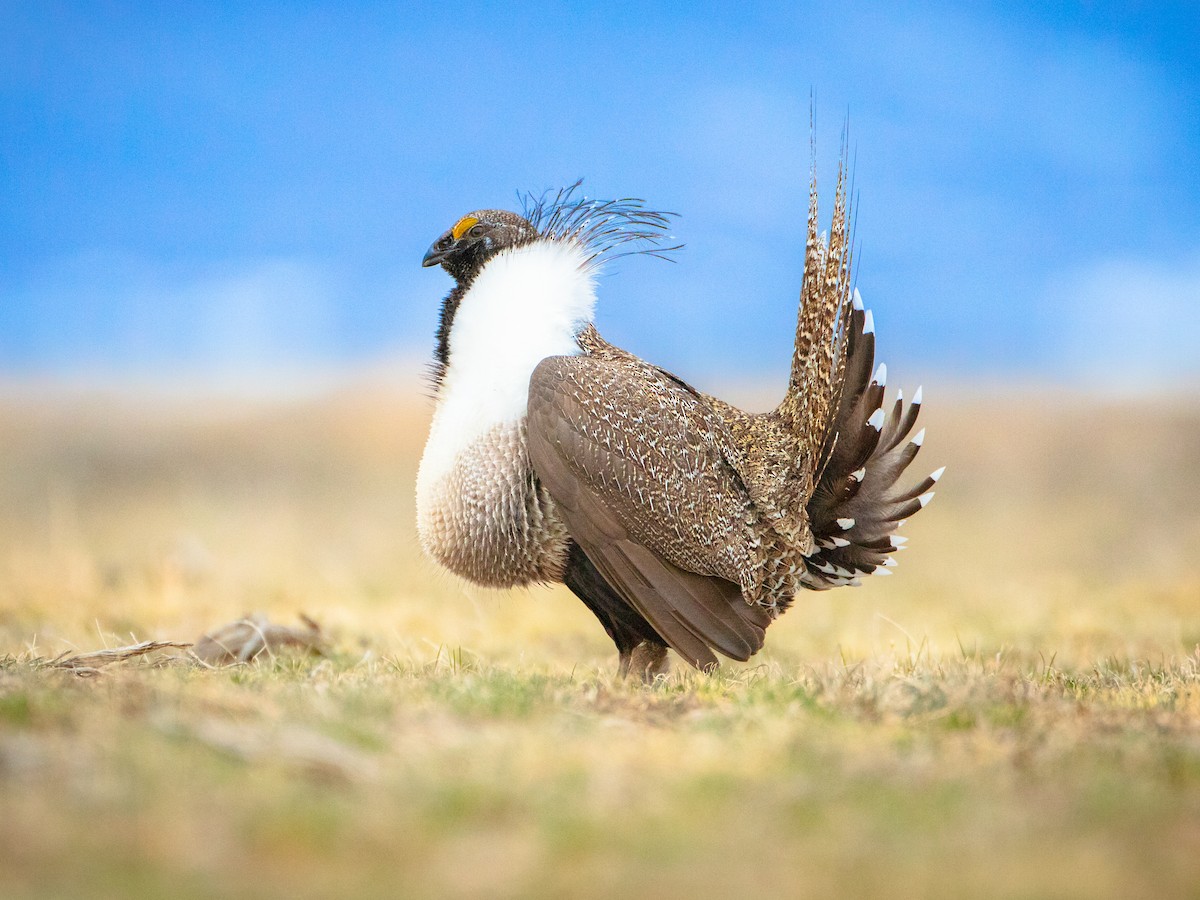 キジオライチョウ Ebird