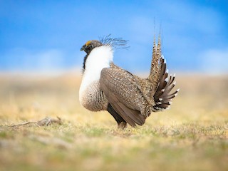  - Greater Sage-Grouse