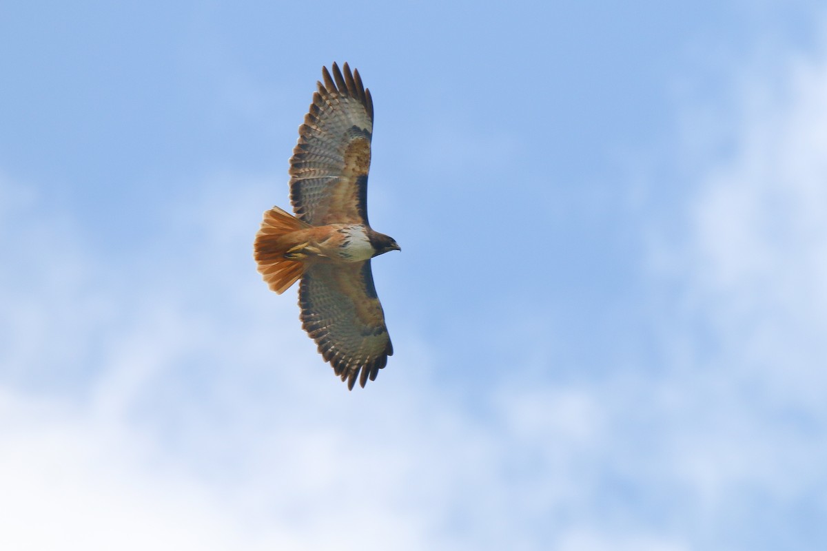 Red-tailed Hawk (costaricensis) - ML436887151