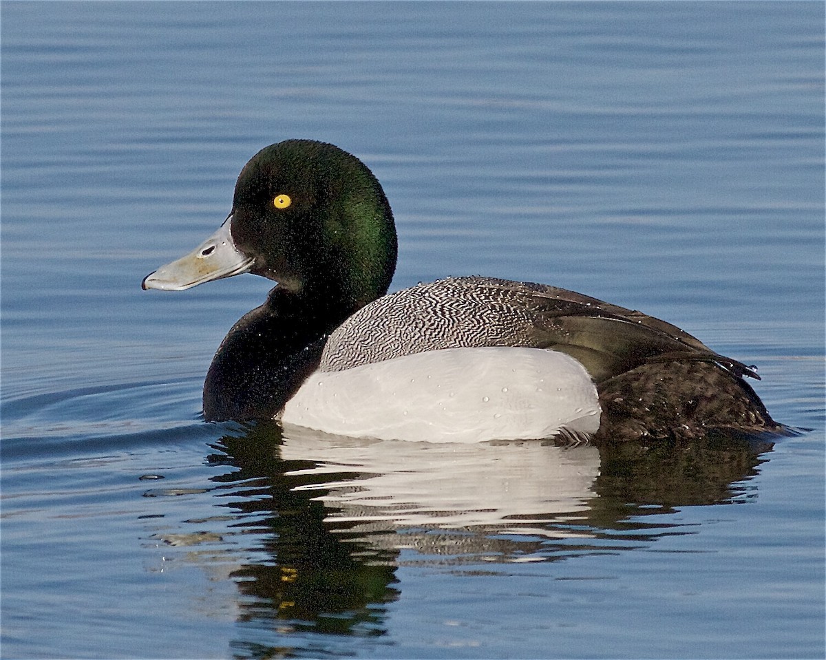 Greater Scaup - ML436887301