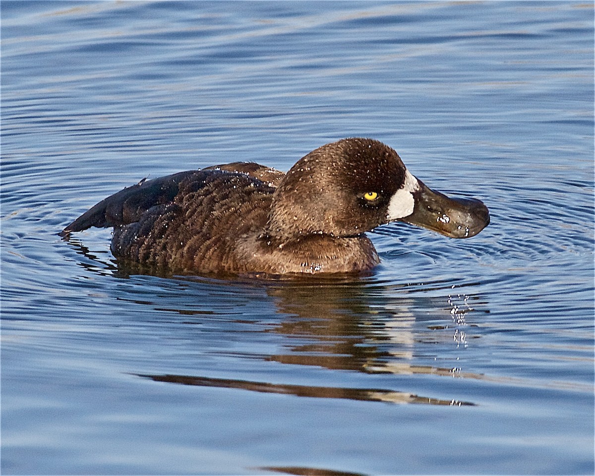 Greater Scaup - ML436887341