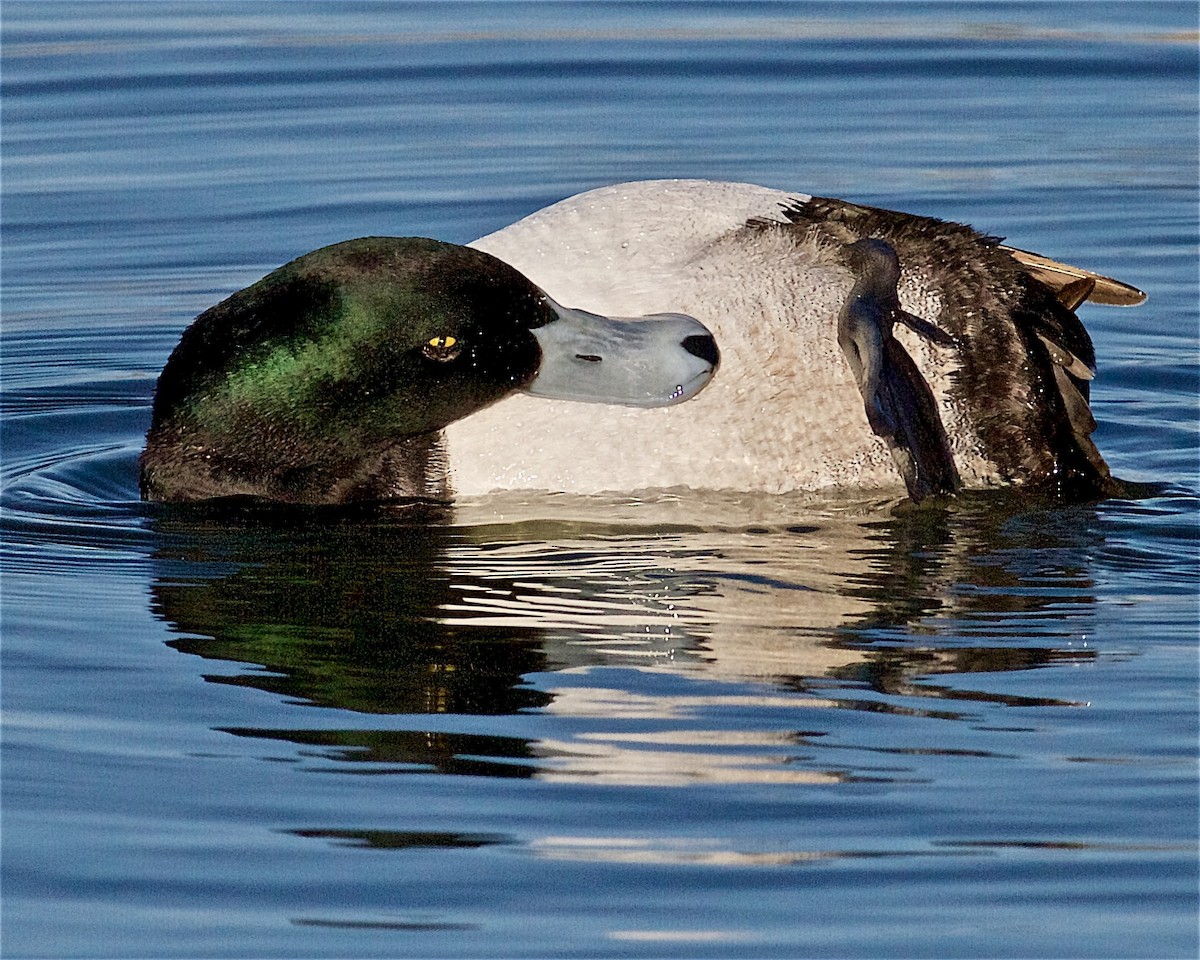 Greater Scaup - ML436887361