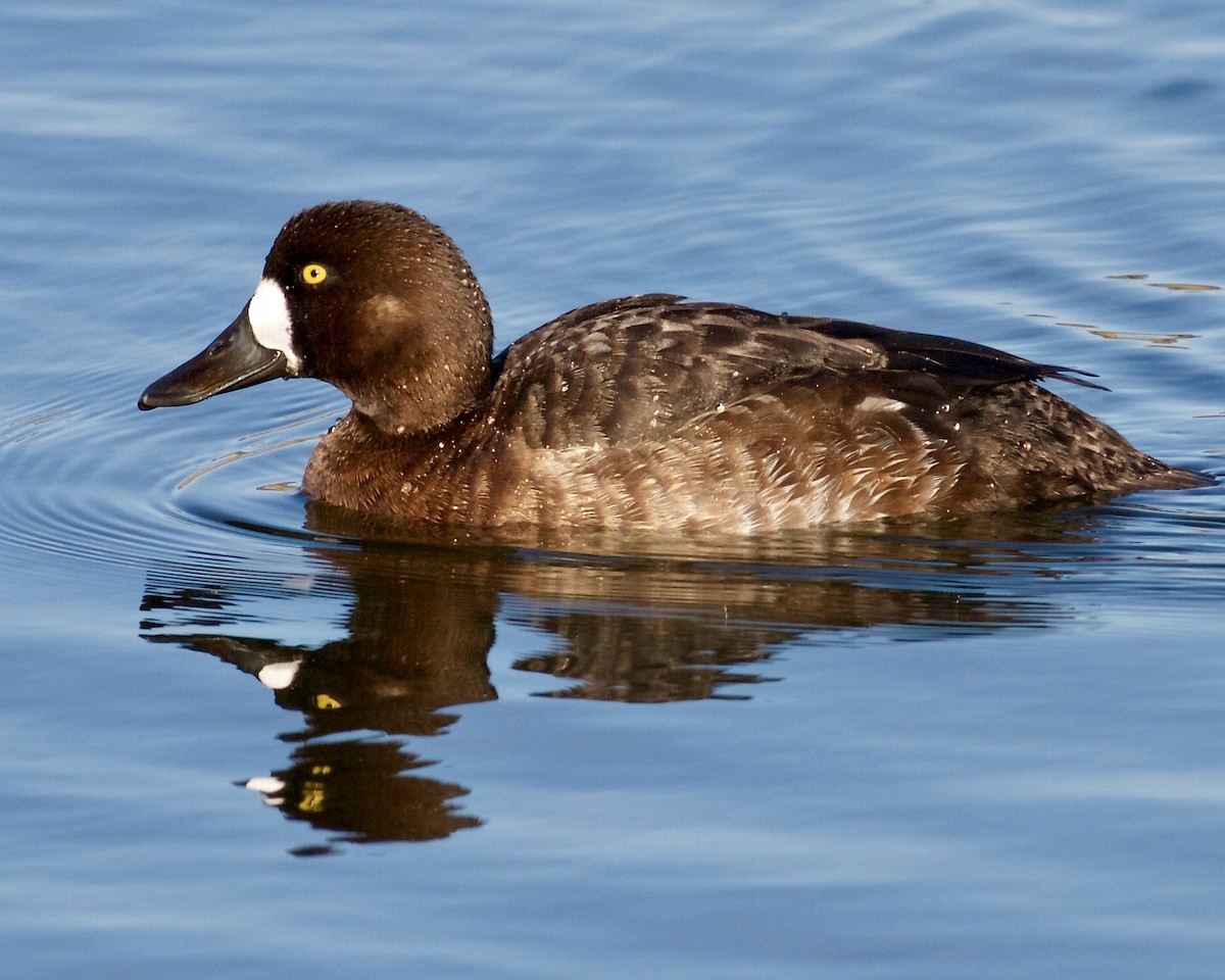 Greater Scaup - ML436887371